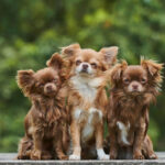 12 Dog Breeds with Remarkably Long Lifespans
