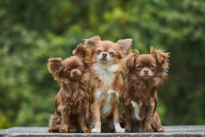 12 Dog Breeds with Remarkably Long Lifespans